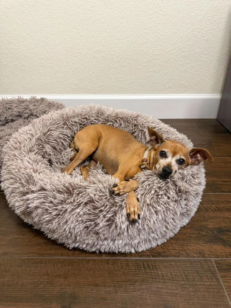 A senior small-sized female Chihuahua dog named Mindy for adoption in Mesa, AZ