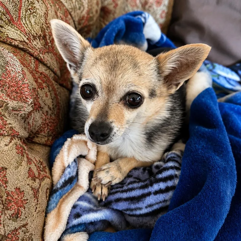 A senior small-sized female Chihuahua dog named Chiquita for adoption in Henderson, NV
