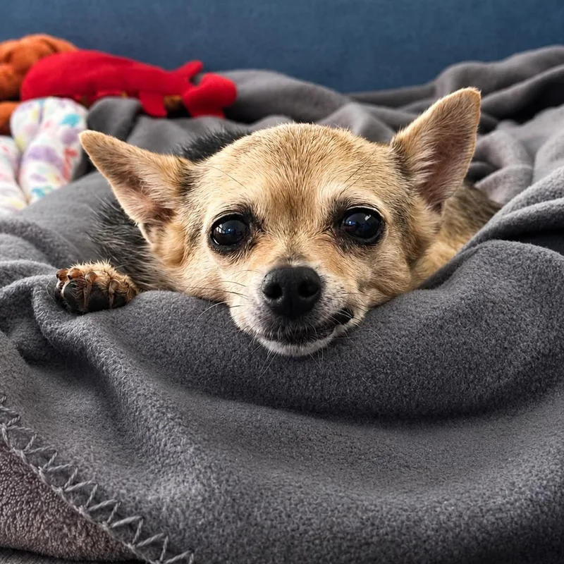 Chiquita thumbnail 2