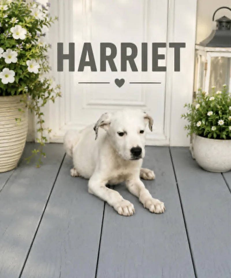 Harriet thumbnail 4