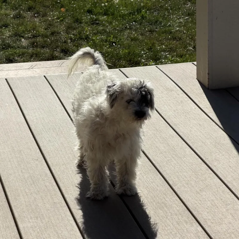 An adult small-sized female Shih Tzu dog named Patches for adoption in Tacoma, WA
