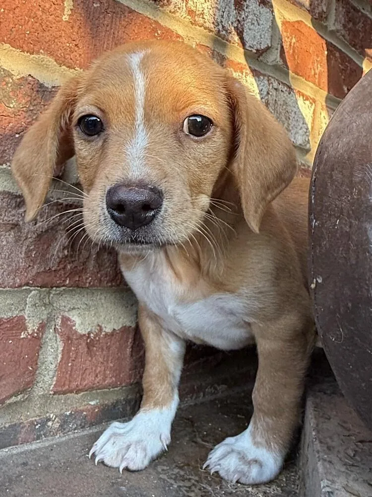 A baby small-sized male Dachshund dog named Copper for adoption in Hartwell, GA