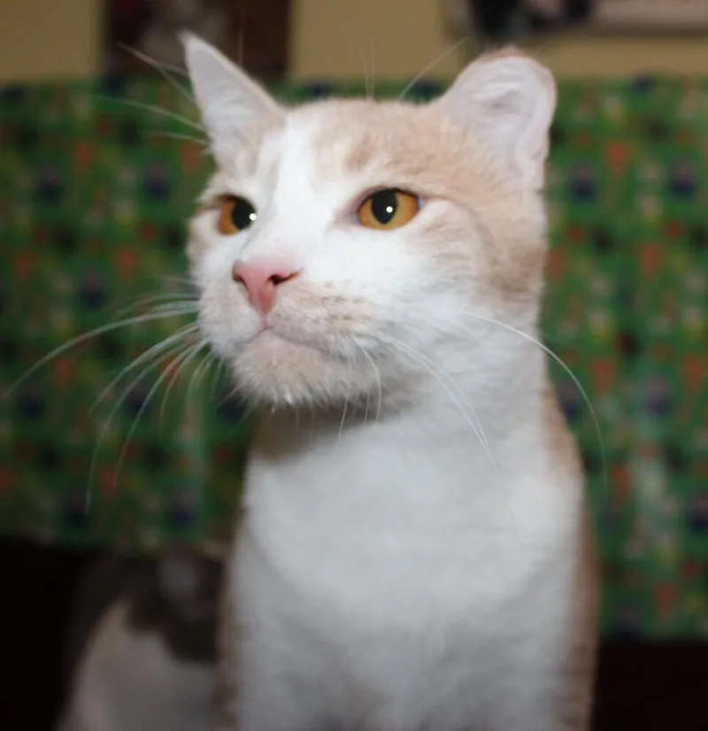 An adult large-sized male Domestic Short Hair cat named Charlie for adoption in Austin, TX