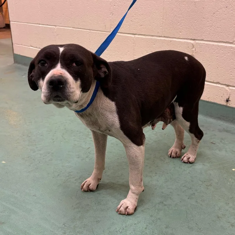 An adult medium-sized female Black Mixed Breed dog named Princess L Hicks for adoption in Memphis, TN