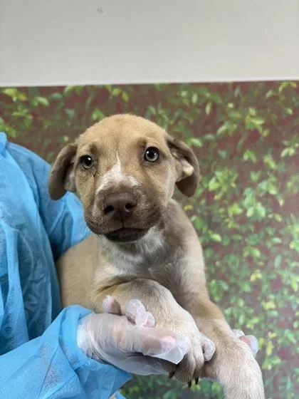 A young small-sized male Shepherd dog named Anthony for adoption in San Antonio, TX