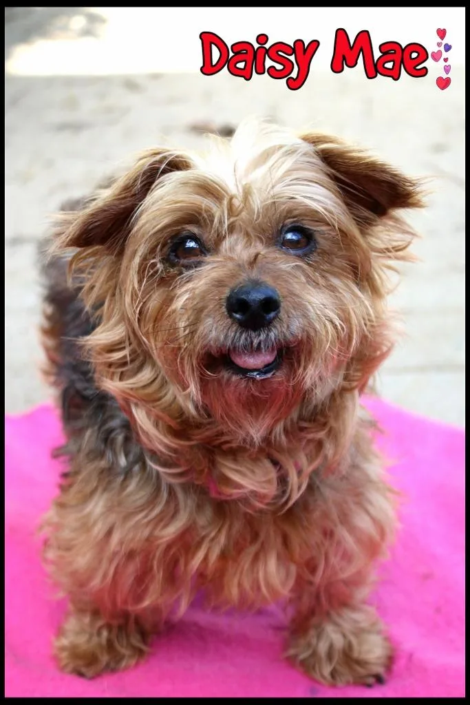 Daisy Mae thumbnail 2