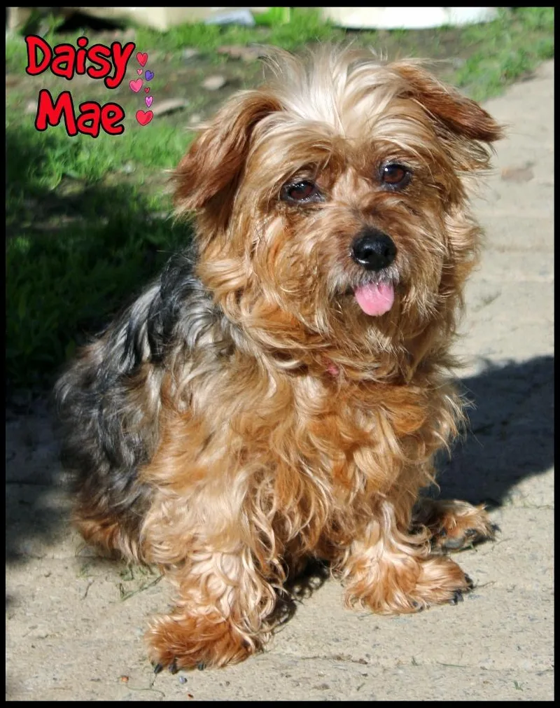 Daisy Mae thumbnail 5
