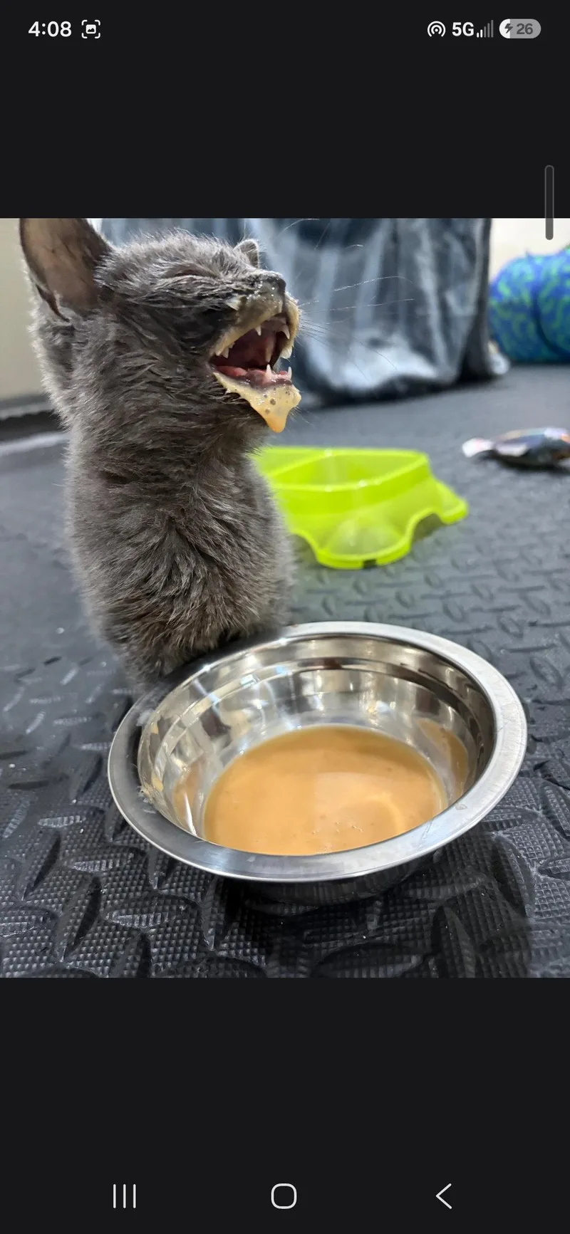 A baby small-sized female Gray / Blue / Silver Domestic Short Hair cat named Virginia Slims for adoption in Harrisburg, PA