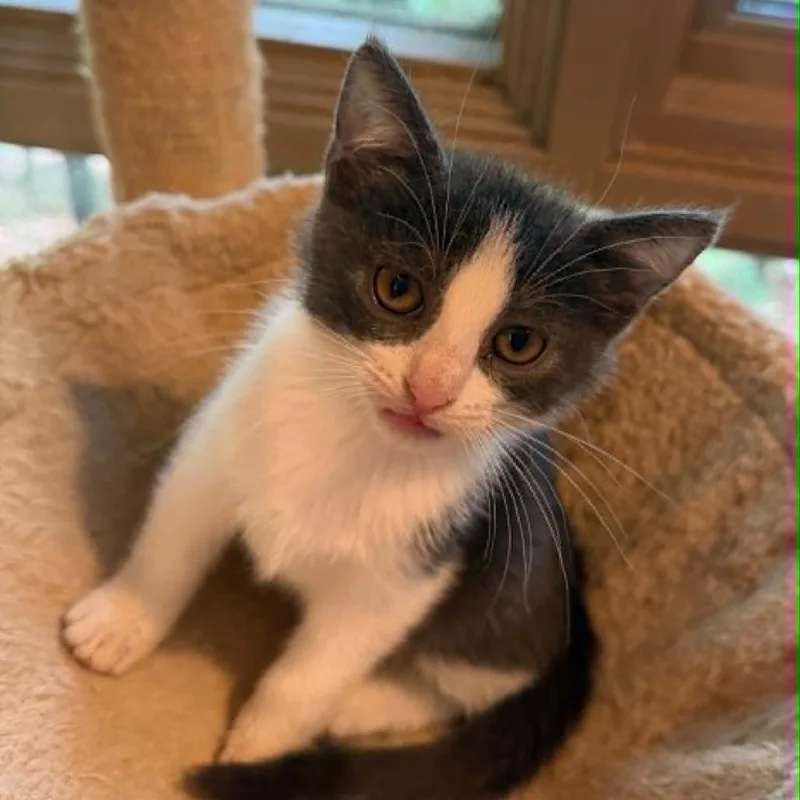 Bella