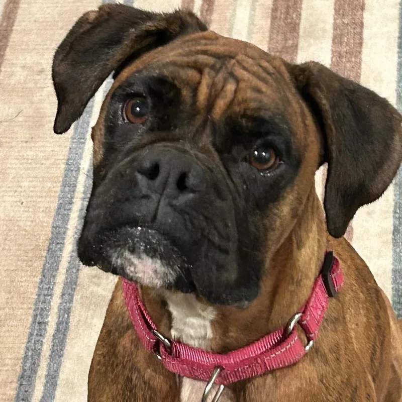Pepper
