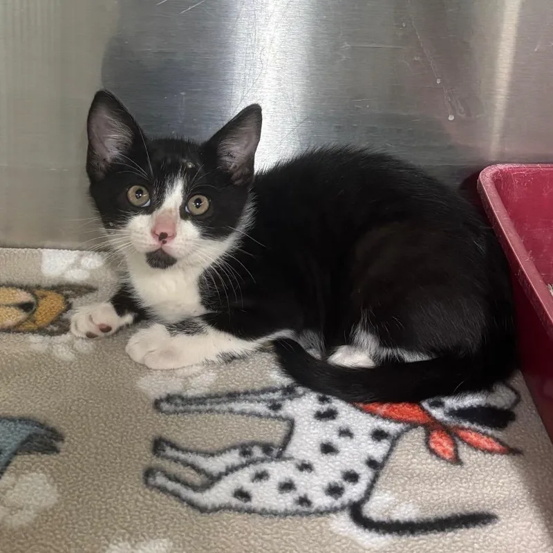 A baby small-sized male Domestic Short Hair cat named Lil' Bit for adoption in Brookfield, MO