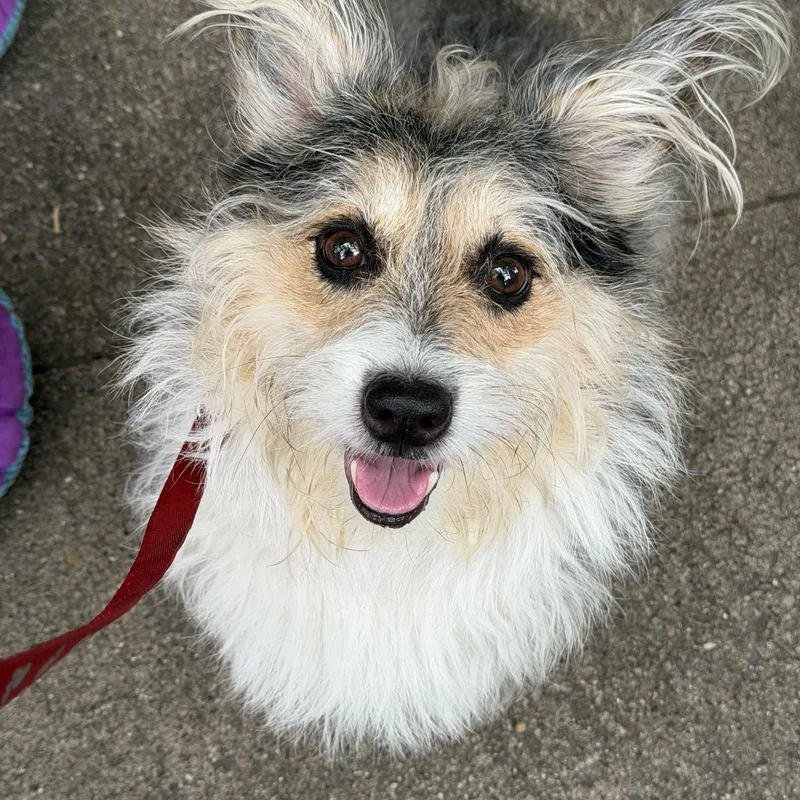 An adult small-sized male Gray / Blue / Silver Corgi dog named Benny for adoption in Grosse Pointe Park, MI