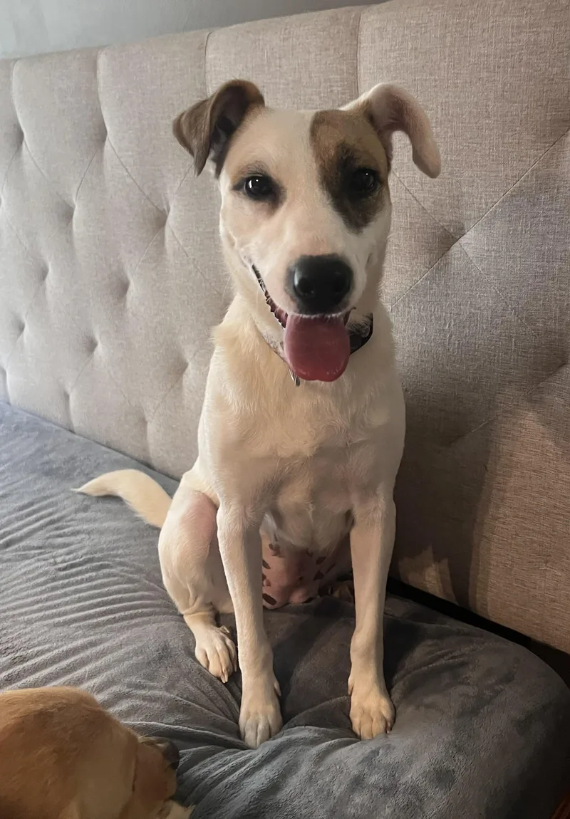 A young medium-sized female White / Cream Pointer dog named Penny for adoption in Mount Sterling, KY