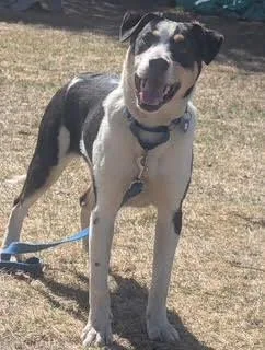 A young medium-sized male Labrador Retriever dog named Tengu for adoption in Winthrop, MA