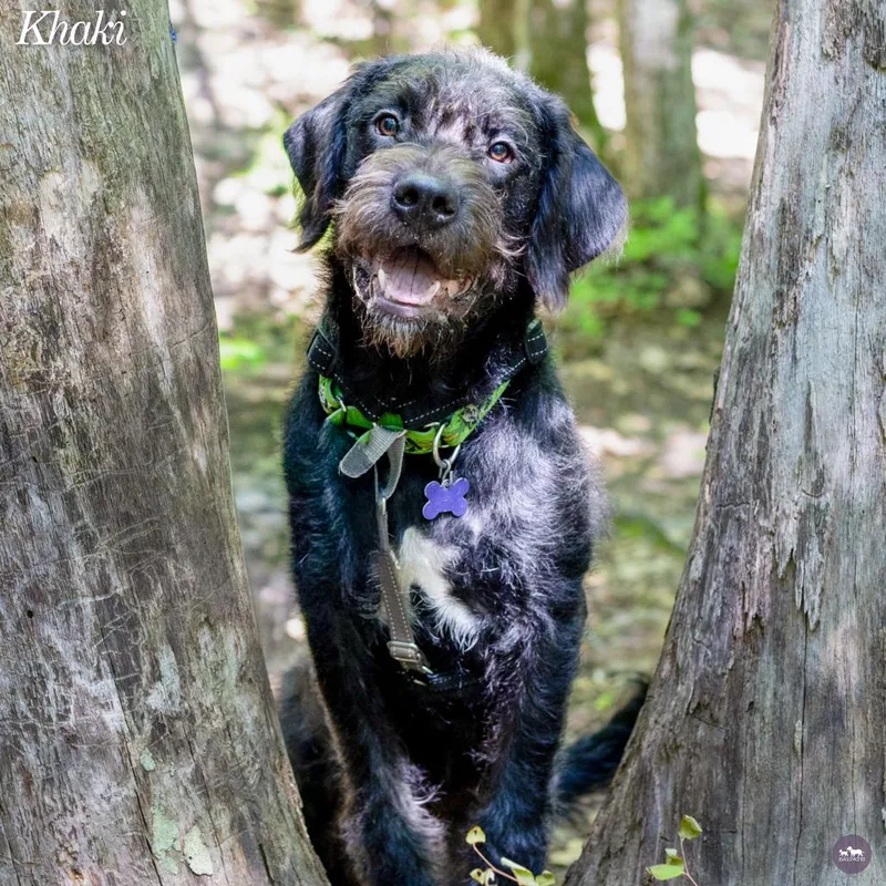 A young medium-sized male Black Standard Poodle dog named Khaki for adoption in Hopkinton, MA