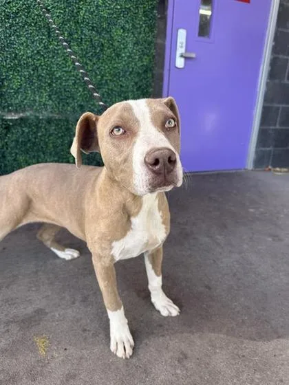 A baby medium-sized female Yellow / Tan / Blond / Fawn Pit Bull Terrier dog named Bubbles for adoption in El Paso, TX