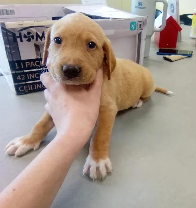 A baby large-sized male Hound dog named Redwood for adoption in Austin, MN