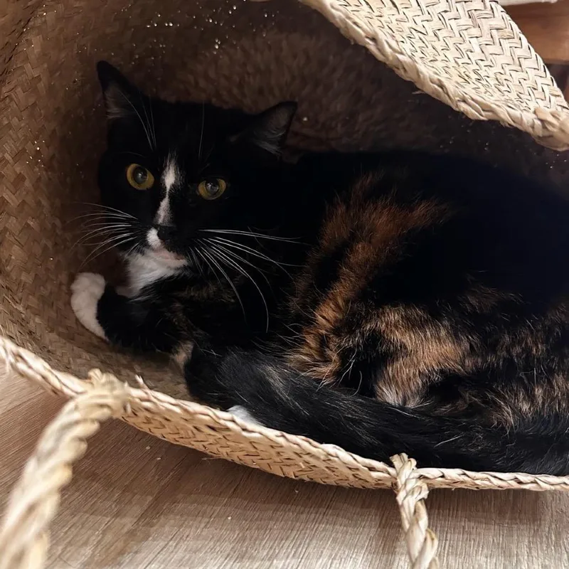 A senior small-sized female Calico Domestic Short Hair cat named Manju for adoption in Tustin, CA