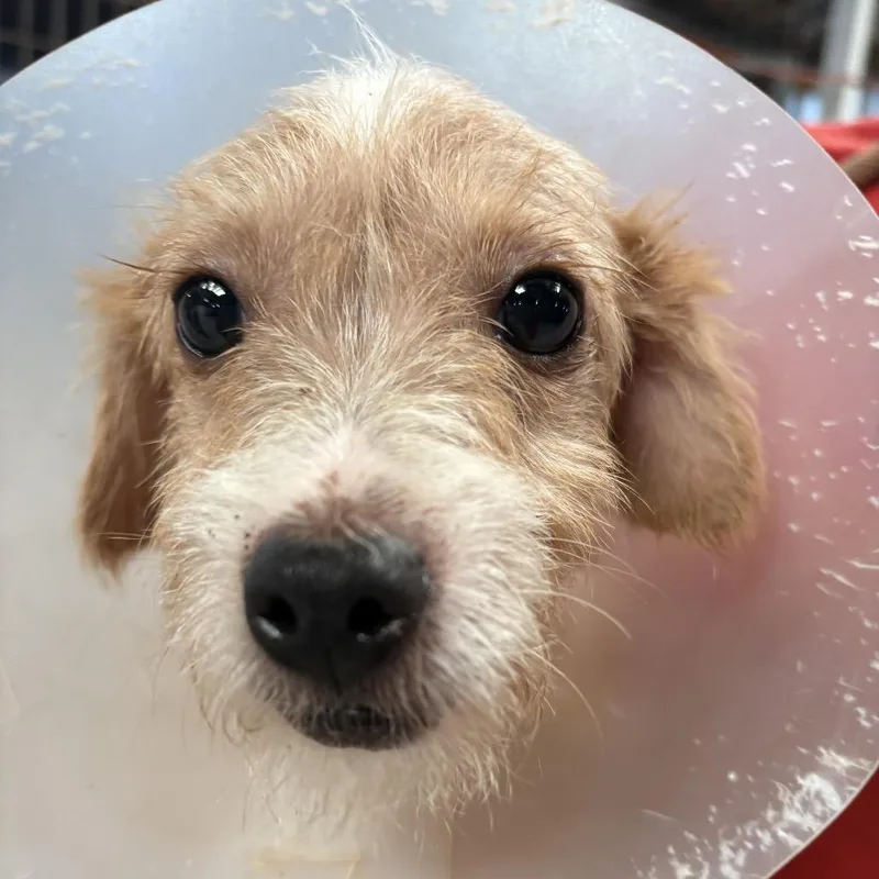 A baby small-sized male White / Cream Mixed Breed dog named Duke Fishron for adoption in Leander, TX