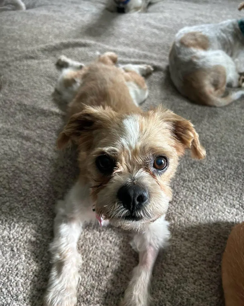 An adult small-sized male White / Cream Shih Tzu dog named Frasier for adoption in Winsted, CT