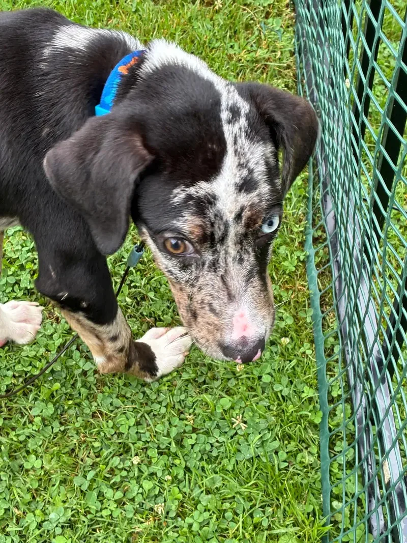 A baby small-sized female Australian Cattle Dog / Blue Heeler dog named Tk for adoption in Danville, VT
