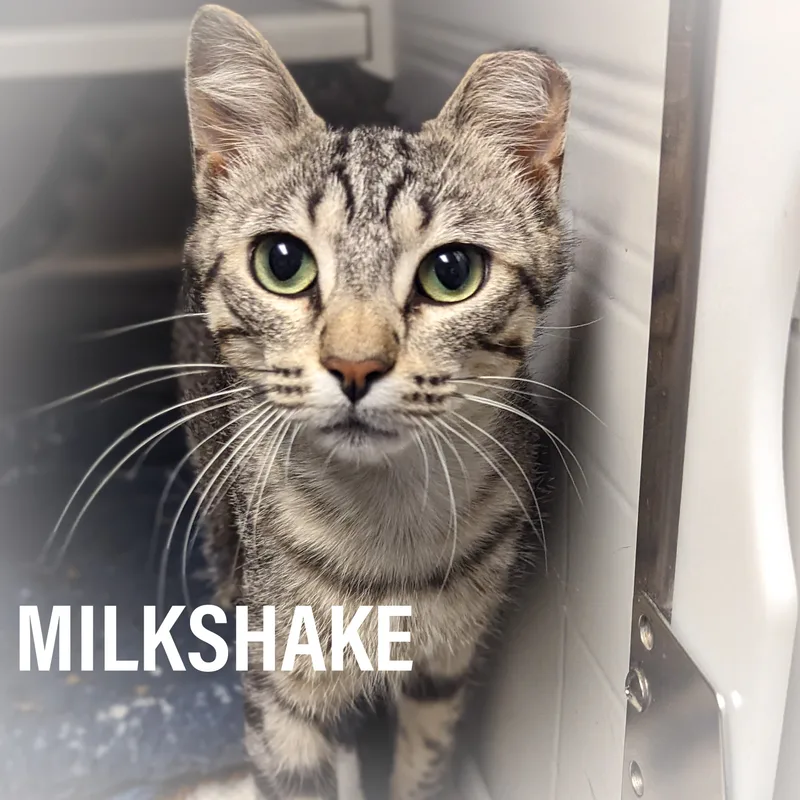 Milkshake thumbnail 4