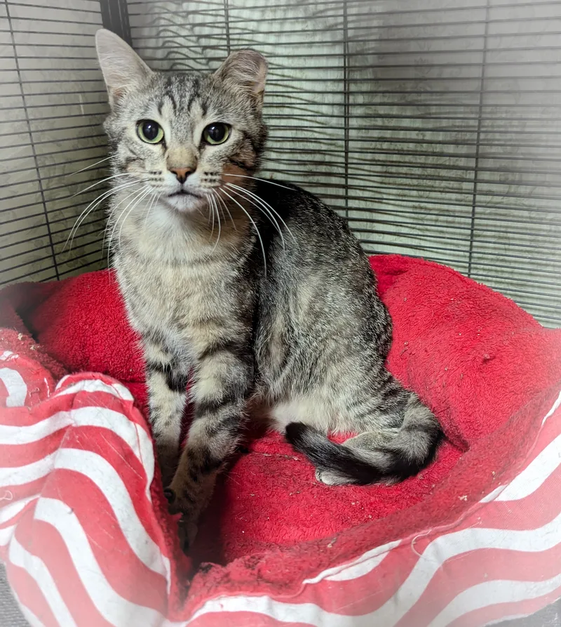 Milkshake thumbnail 5