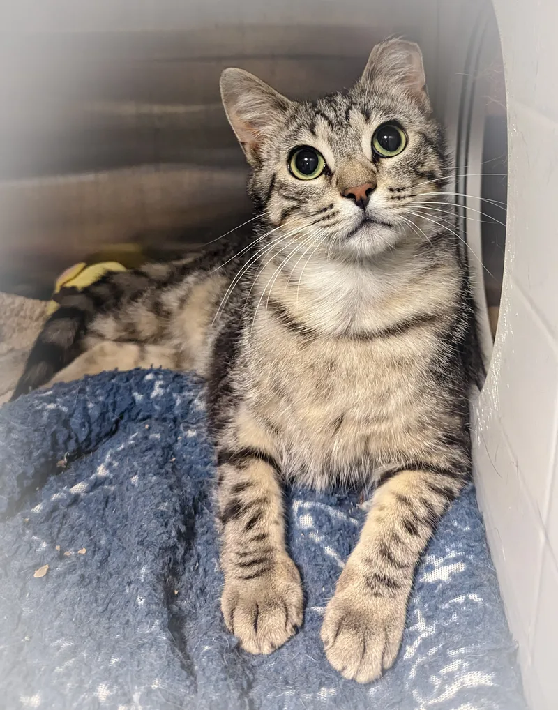 Milkshake thumbnail 6