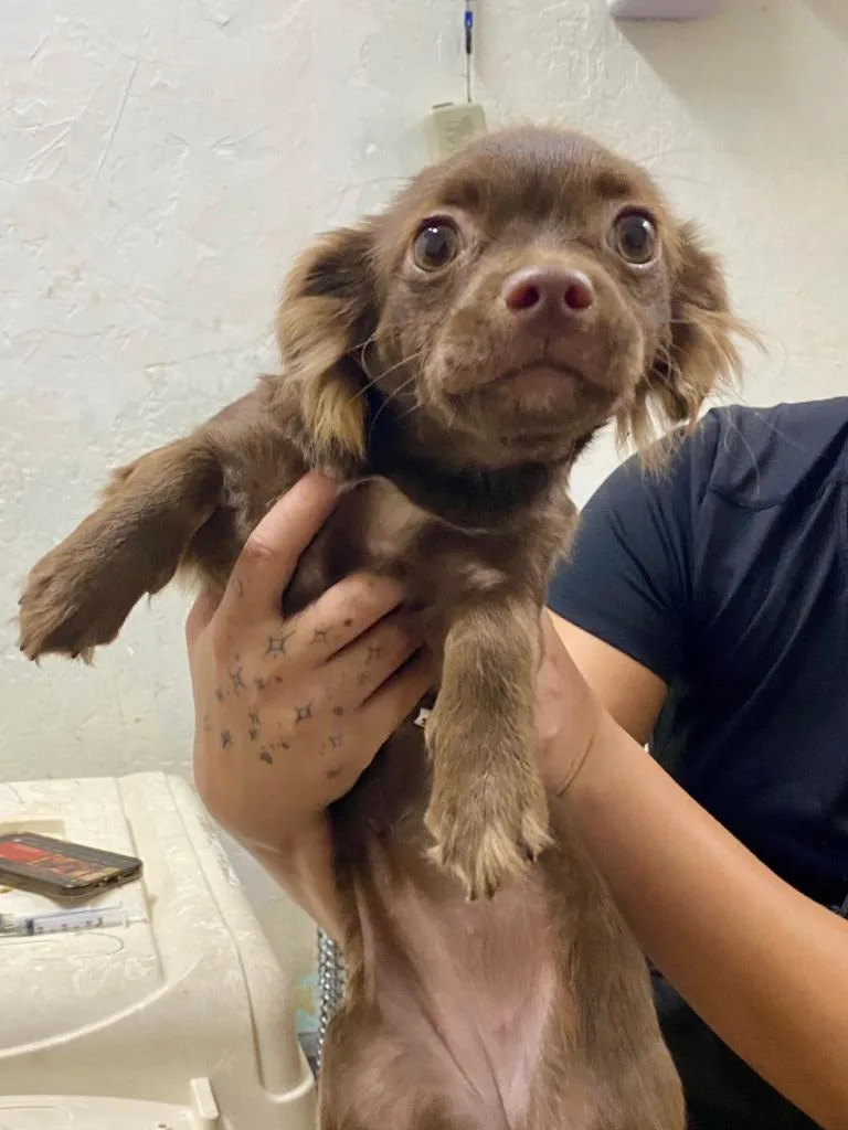 A baby small-sized female Chihuahua dog named Cheese for adoption in Chico, CA