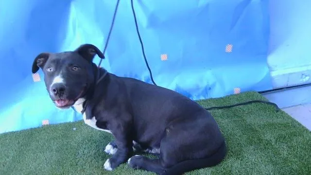 A baby small-sized male Pit Bull Terrier dog named A for adoption in Gardena, CA