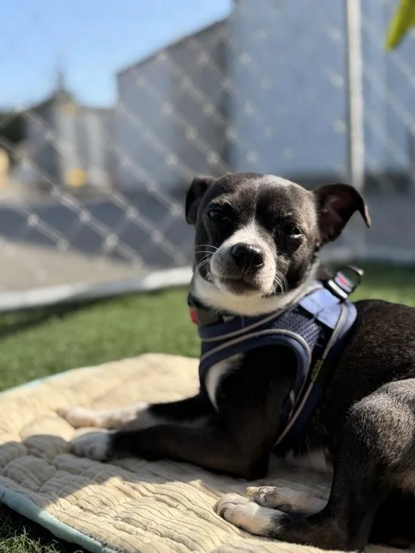 An adult small-sized female Chihuahua dog named Ranni for adoption in Vallejo, CA