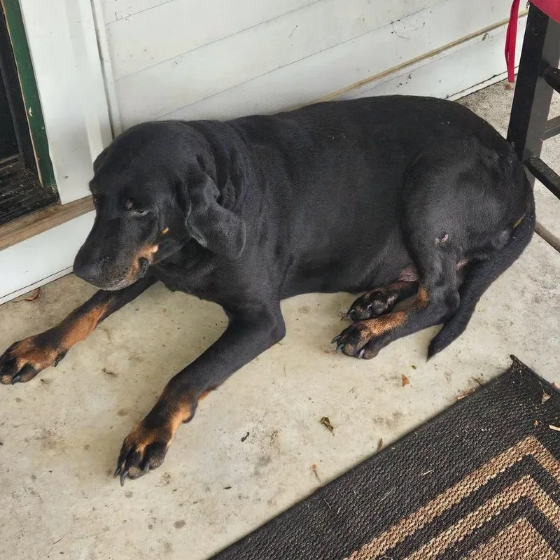 A senior large-sized female Black and Tan Coonhound dog named Connie for adoption in Brooksville, KY