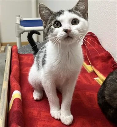 A baby small-sized female Domestic Short Hair cat named Juliet for adoption in Ames, IA