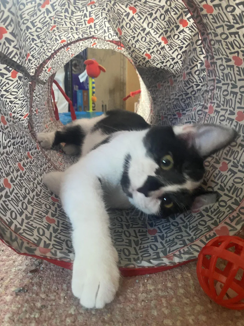 A baby medium-sized female Black & White / Tuxedo Domestic Short Hair cat named Tory  Willow Grove for adoption in Greenville, DE