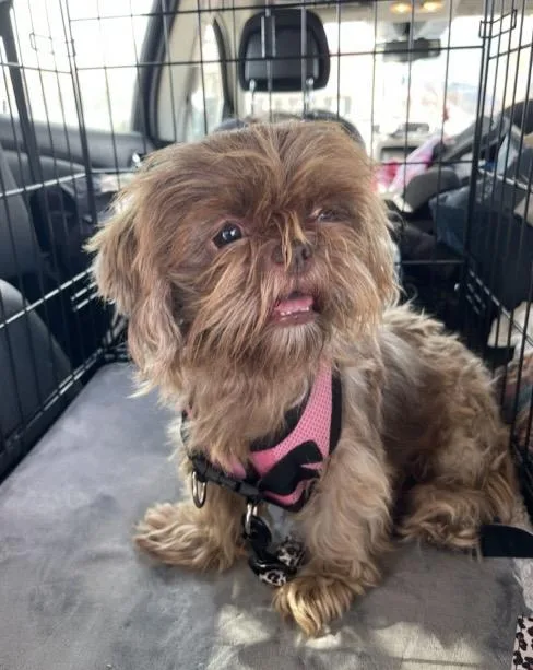 An adult small-sized female Shih Tzu dog named Maple for adoption in Gainesville, VA