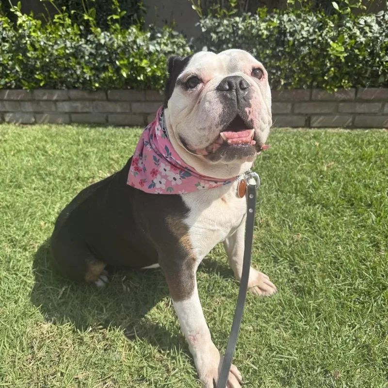 A baby small-sized female English Bulldog dog named Hershey for adoption in San Diego, CA