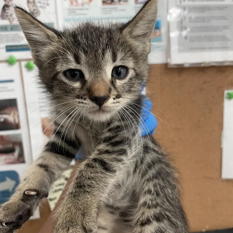 A baby small-sized male Brown / Chocolate Domestic Short Hair cat named Patrick for adoption in Edinburg, TX
