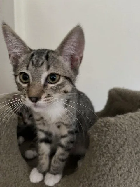 A baby medium-sized male Domestic Short Hair cat named Clifford for adoption in Antioch, CA