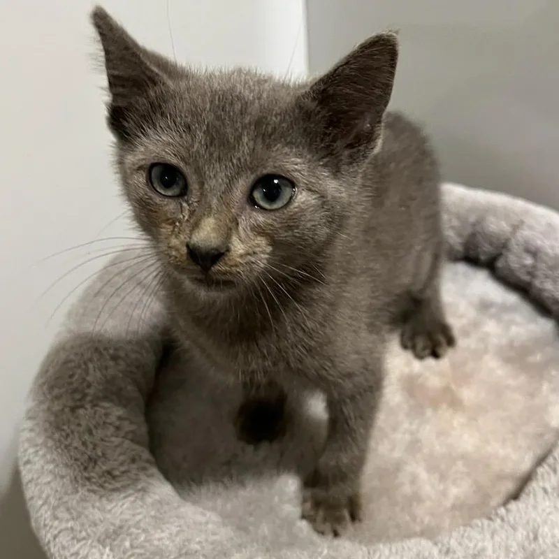 A baby medium-sized male Russian Blue cat named Piston for adoption in Saint Marys, WV