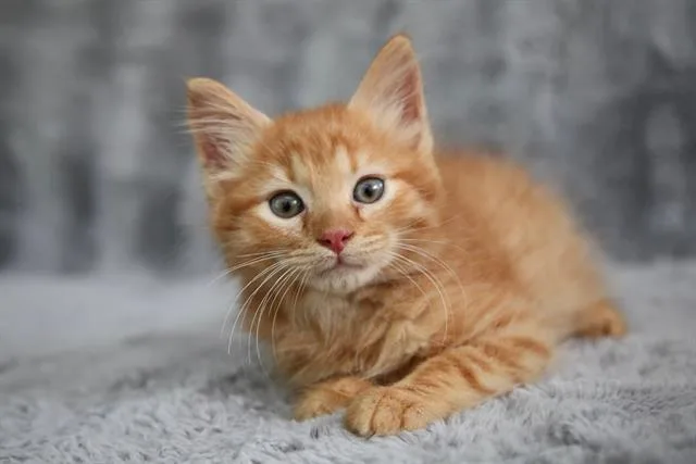 A baby small-sized male Domestic Medium Hair cat named Clementine for adoption in Charlotte, NC