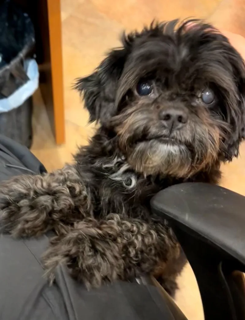 An adult small-sized male Black Shih poo dog named Pepper for adoption in Pawtucket, RI