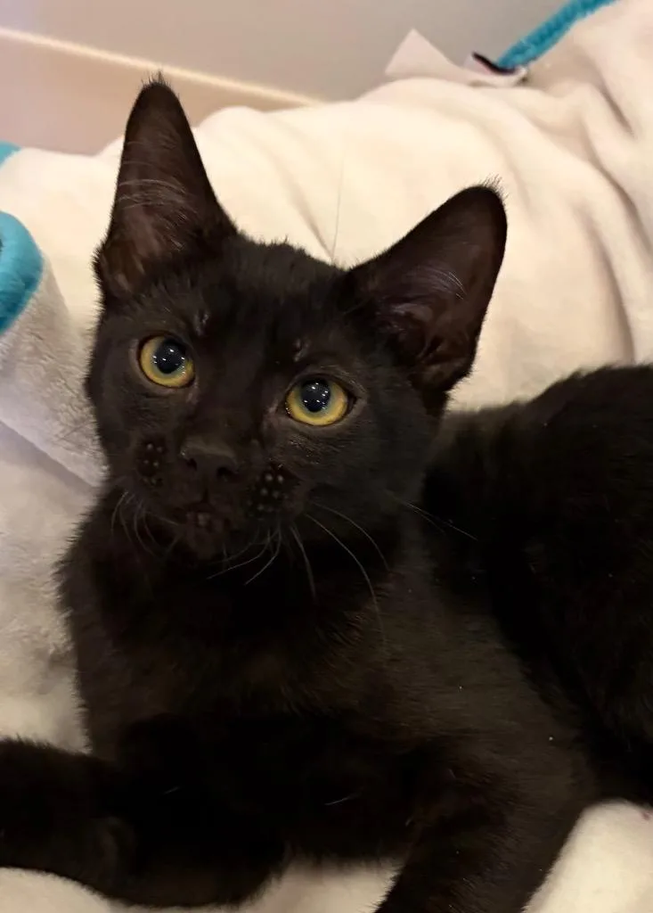 A baby small-sized female Domestic Short Hair cat named Brussel Sprout for adoption in Ogden, UT