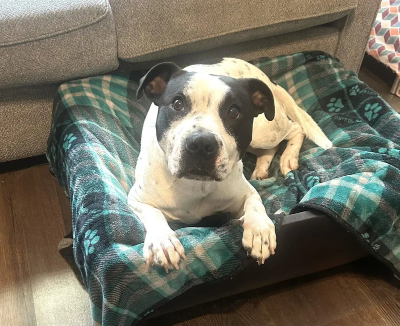 An adult medium-sized female Terrier dog named Ava for adoption in Southaven, MS