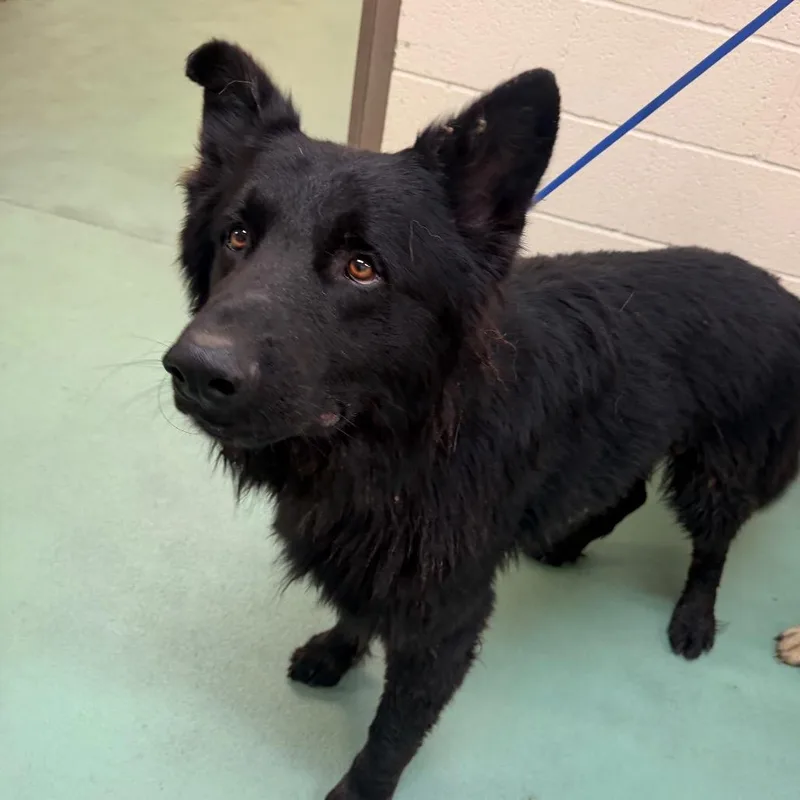 An adult large-sized male Black Mixed Breed dog named Atlas for adoption in Memphis, TN