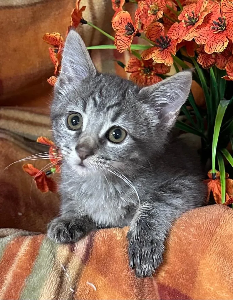 A baby small-sized male Domestic Medium Hair cat named Walter for adoption in Stillwater, OK