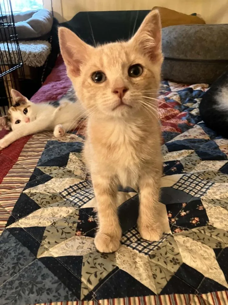 A baby small-sized male Orange & White Domestic Short Hair cat named Miso for adoption in Milton, DE