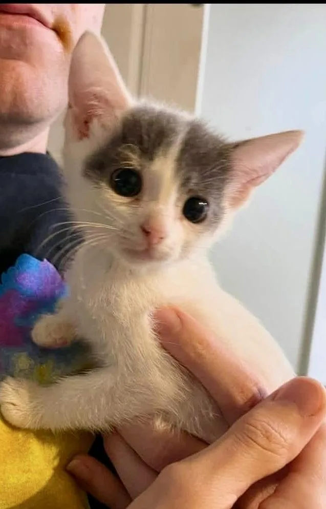 A young medium-sized female Domestic Short Hair cat named Dolly for adoption in Brick, NJ