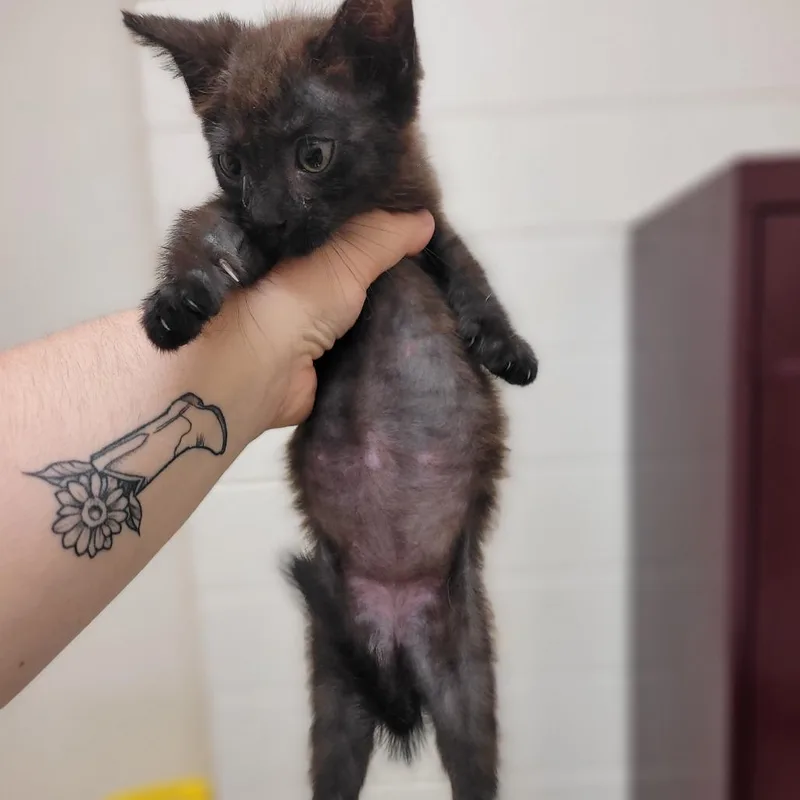 A baby small-sized male Black Domestic Medium Hair cat named Lewis for adoption in Lake Panasoffkee, FL