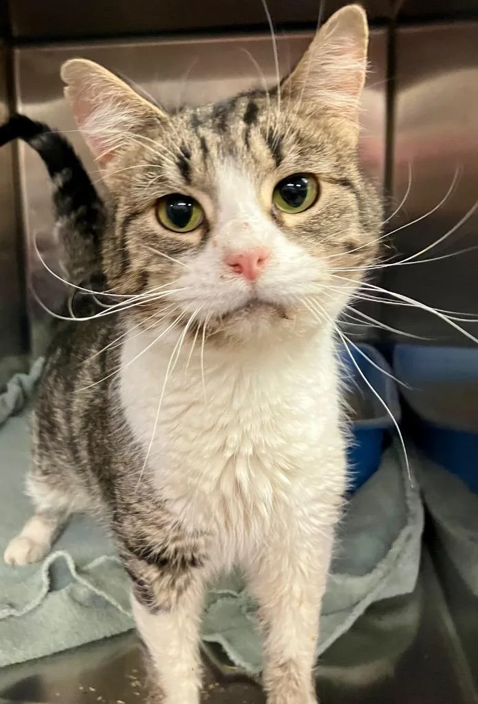 A young medium-sized female Domestic Short Hair cat named Poppins for adoption in Lima, OH