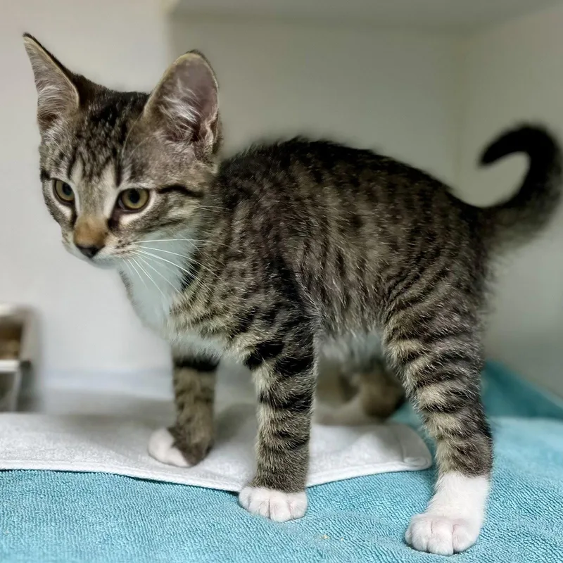 A baby medium-sized male Domestic Short Hair cat named Jc for adoption in Hilton Head Island, SC